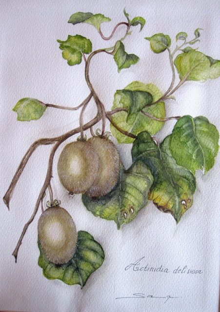 Actinidia